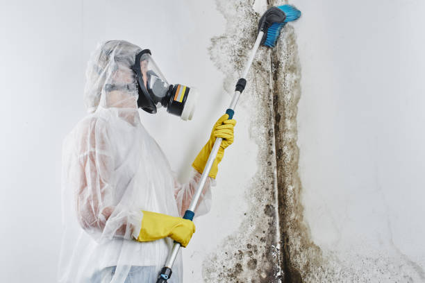 Best Toxic Mold Removal  in Medford, MA