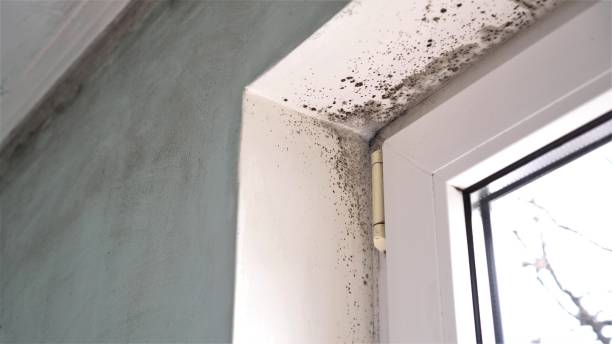 Trusted Medford, MA Mold Removal Experts