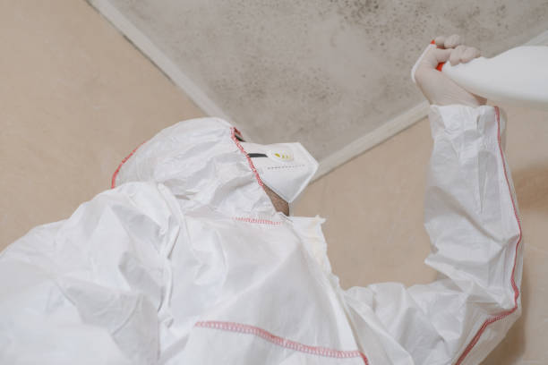 Best Mold Remediation Experts  in Medford, MA